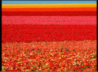 /album/galleria-foto-lavora-con-fm-group/tappeto-di-fiori-gif/